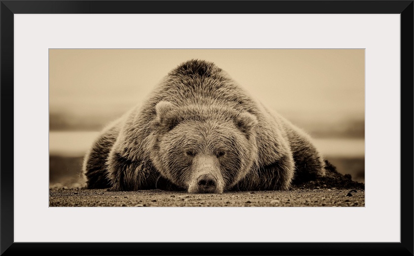 This sepia-toned photograph of a large grizzly bear lying on it's stomach looking directly towards the camera is a true st...