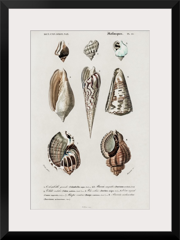 d'Orbigny Shell Array II