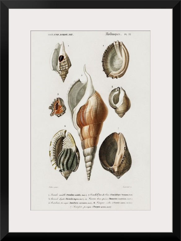 d'Orbigny Shell Array III