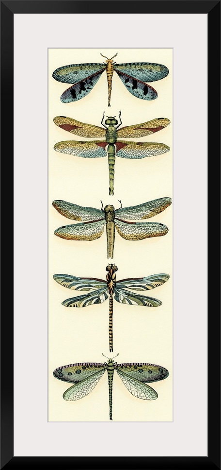 Dragonfly Collector I