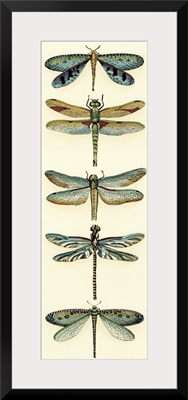 Dragonfly Collector I
