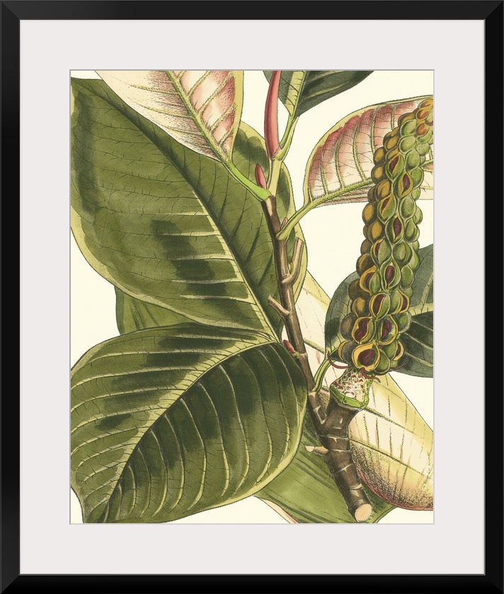 Vintage stylized botanical illustration.
