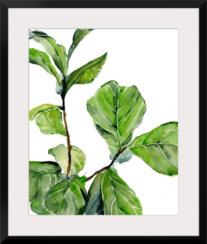 Fiddle Fig II