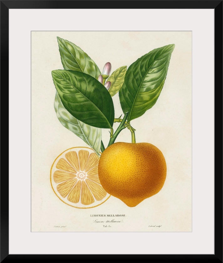 Contemporary artwork of a botanical illustration in a vintage style.