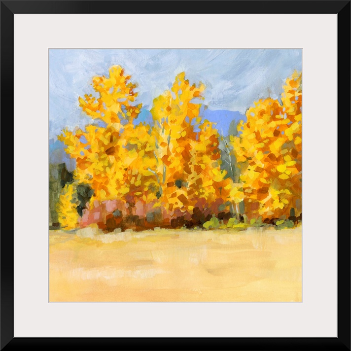 Golden Aspen Trees I