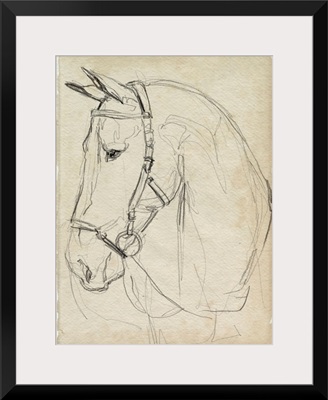 Horse In Bridle Sketch II