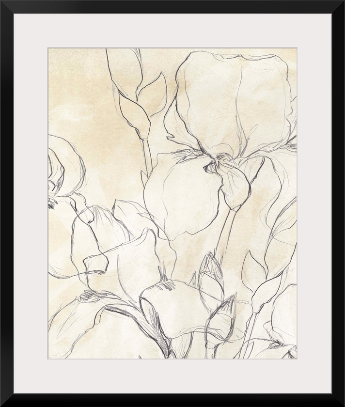 Iris Garden Sketch II