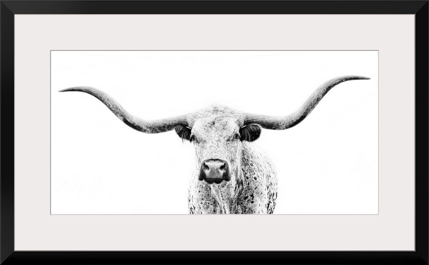 Longhorn Gaze