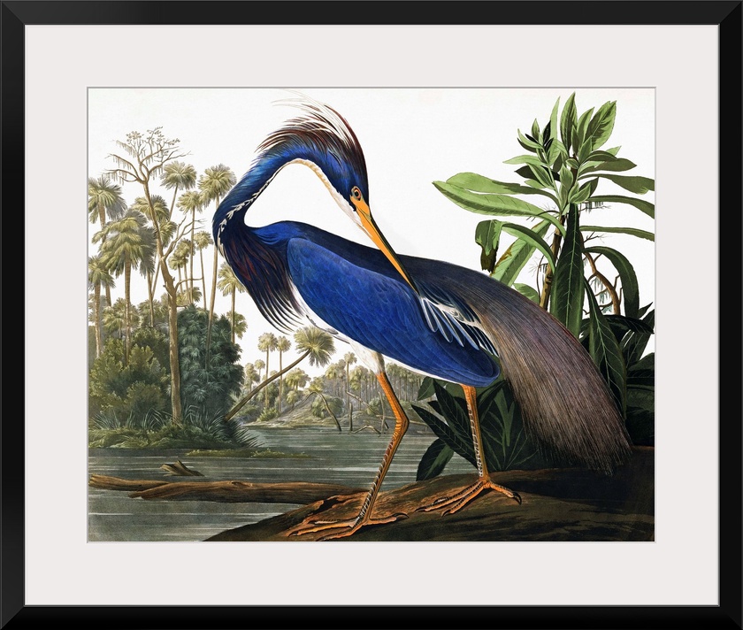 This classic by John James Audubon features an elegant heron with vibrant blue plumage, on a wetland bank. Very traditiona...