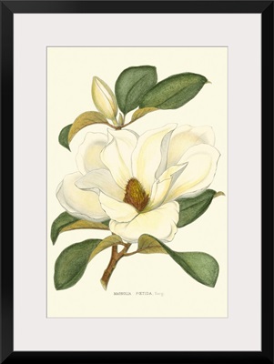 Magnolia