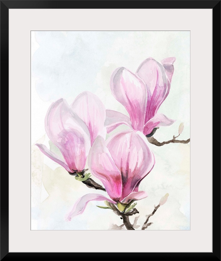 Magnolia Blooms II