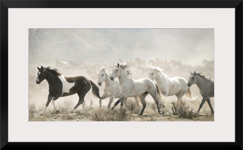 Artistic photograph of wild horses running through a dry landscape kicking up dust into the air.