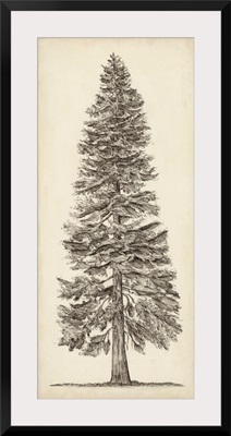 Pacific Northwest Tree Sketch I