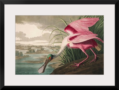 Roseate Spoonbill