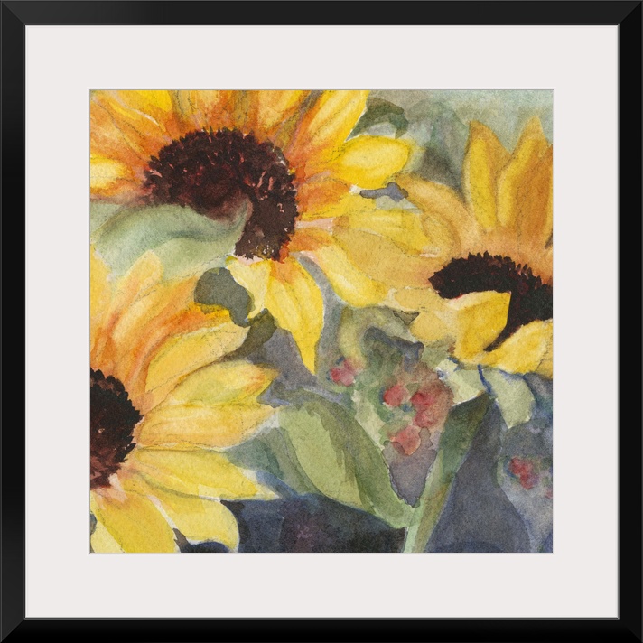 Square watercolor painting of large sunflower blooms.