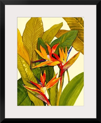 Tropical Bird of Paradise