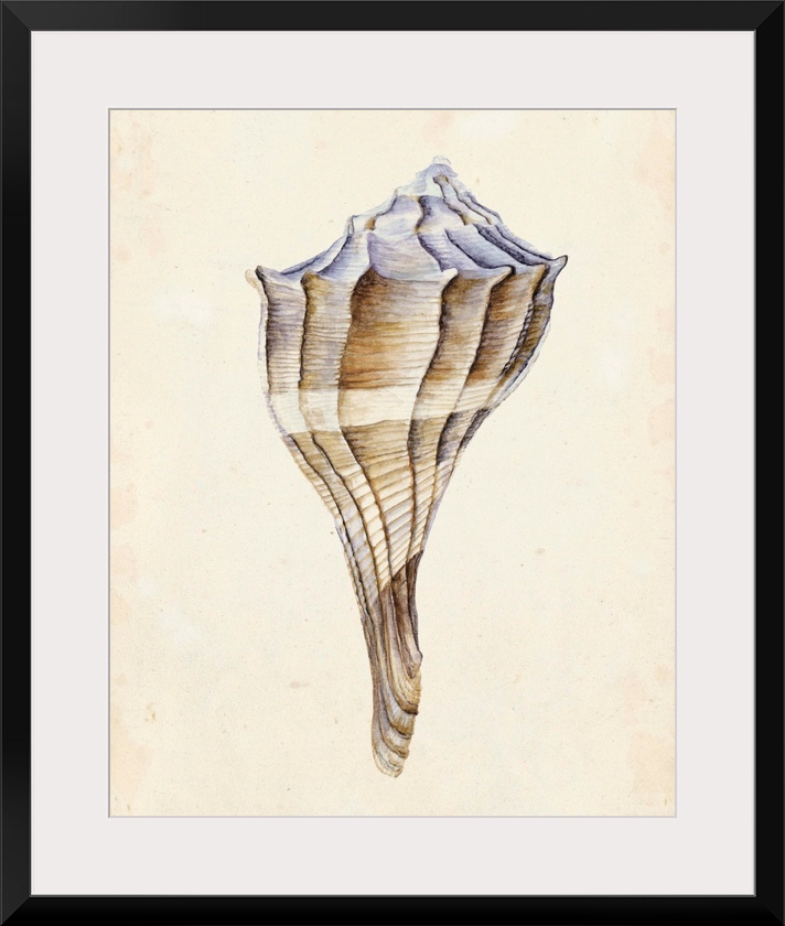 Watercolor seashell in neutral tones.