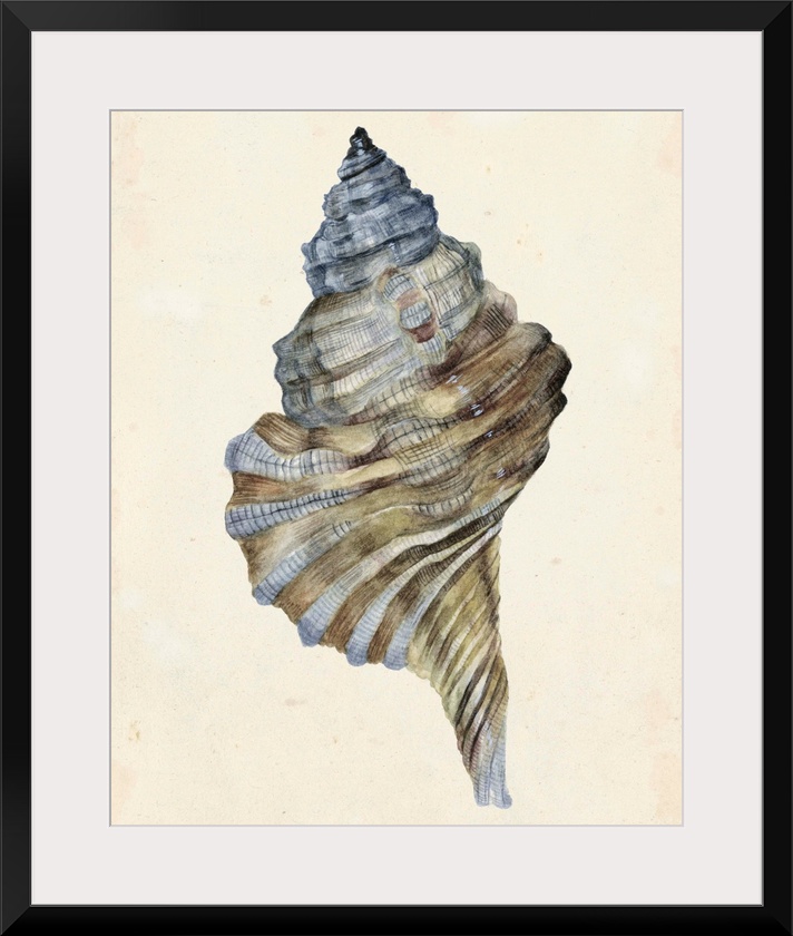 Watercolor seashell in neutral tones.