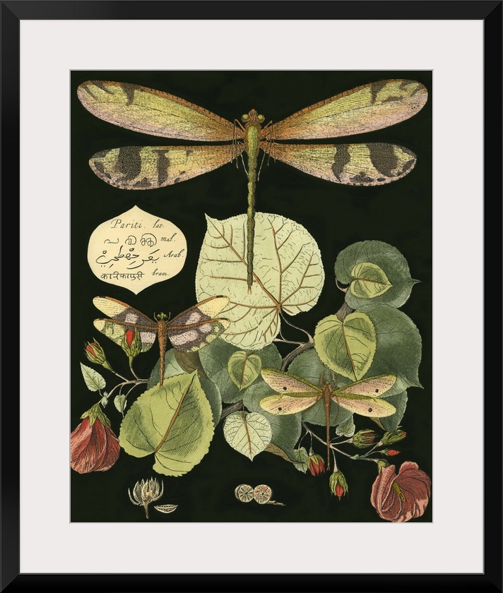 Vintage illustrative stylized dragonfly and various botanical's against a black background.