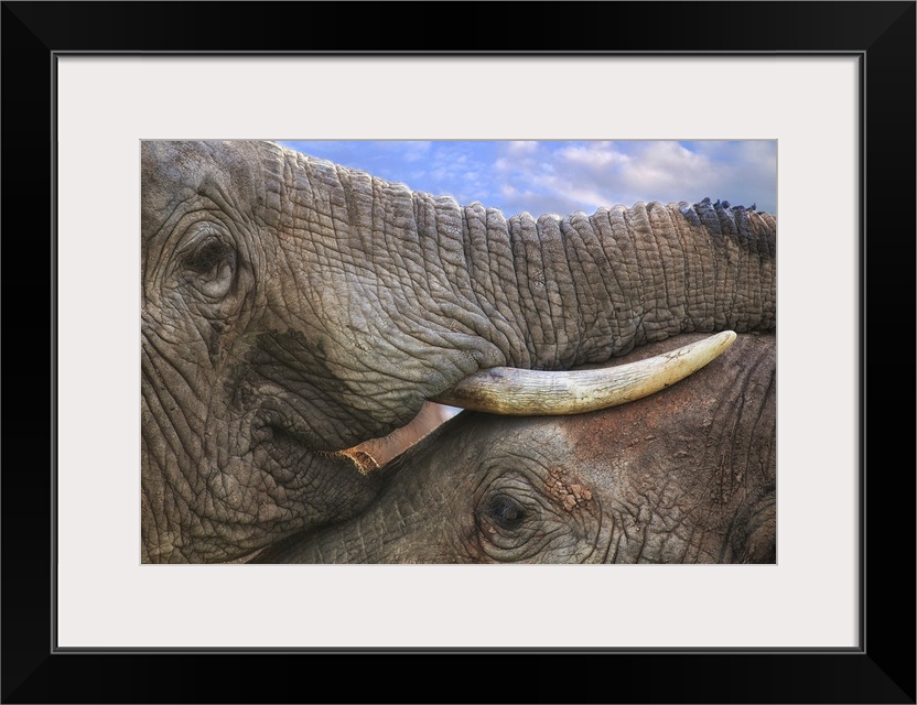 Close-up photograph of two elephants in very close contact, resting their trunks and tusks on top of each other.