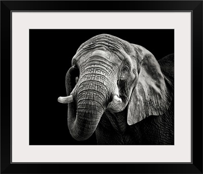 African Elephant