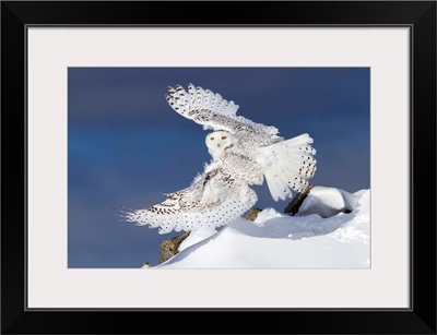 Air Snowy - Snowy Owl
