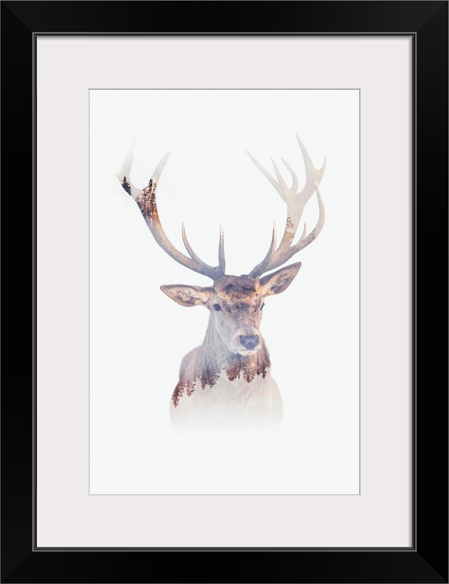 Antlers Of The Forest