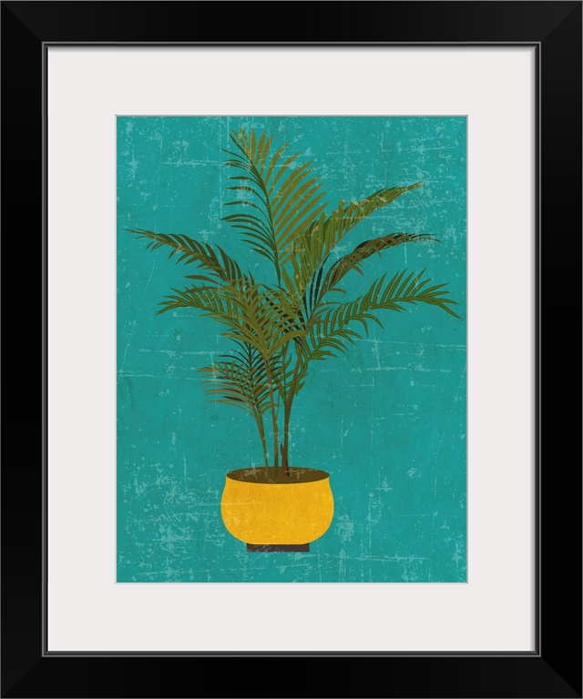 Areca Plant