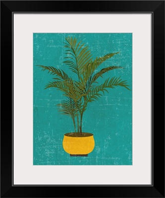 Areca Plant