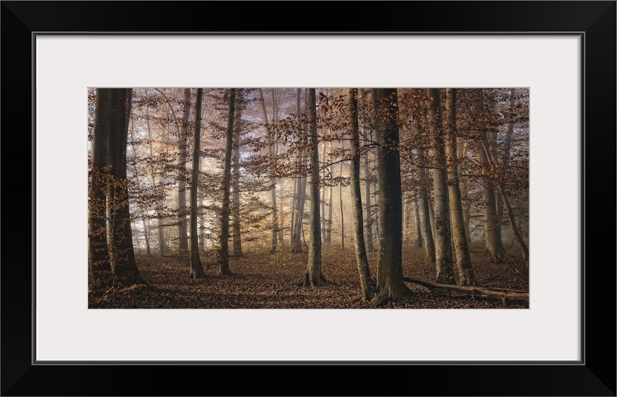 Forest in the fall with trees and the ground full of orange leaves.