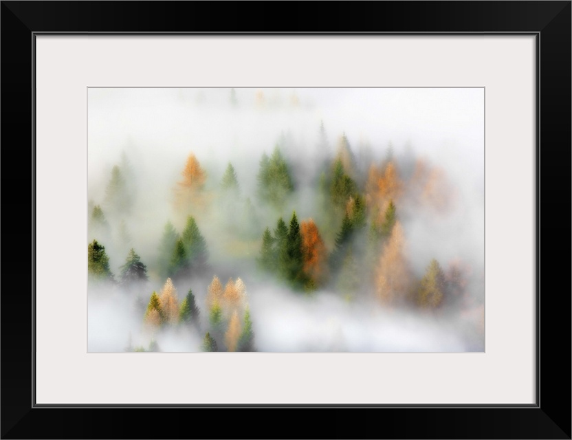 The tops of pine trees in a forest poking out from a very dense fog.