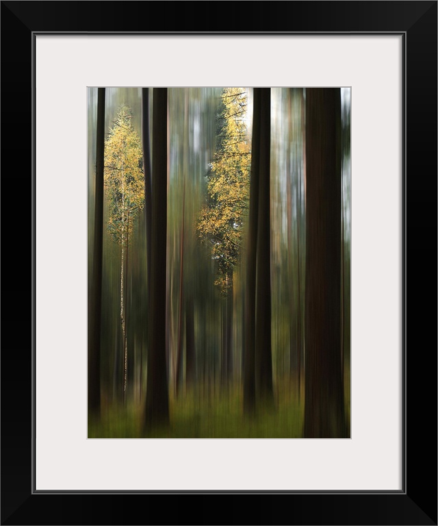 Blurred motion image of vivid yellow leaves standing out in a forest of dark trees.