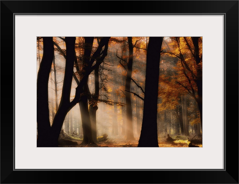 A misty forest in autumn with afternoon sunlight shining through.