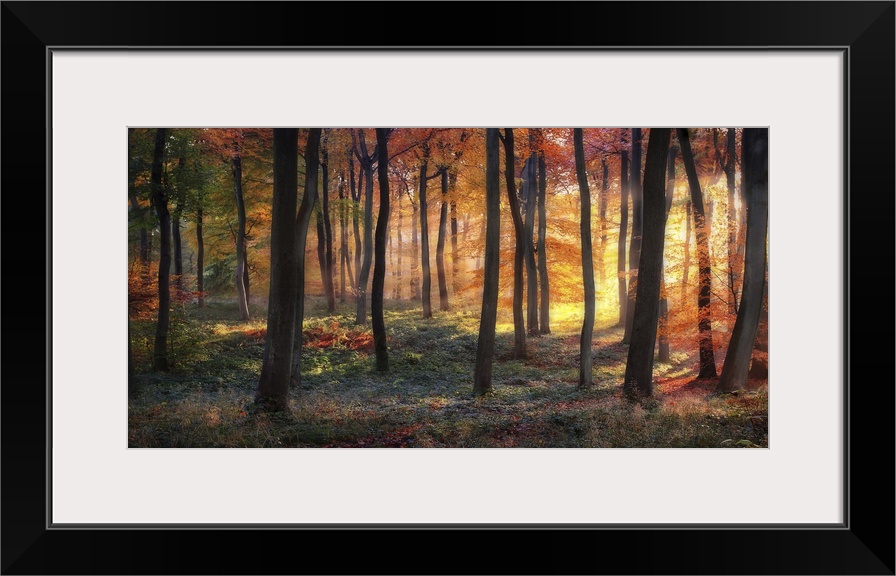 An autumn forest lit ablaze in the light of the sunrise.