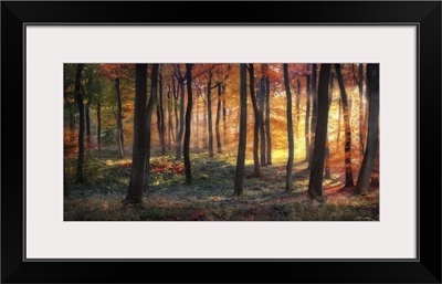 Autumn Woodland Sunrise