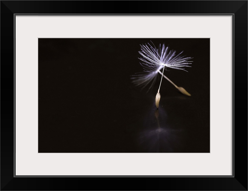 Conceptual image of a dandelion seed with stems resembling ballet pointe shoes.