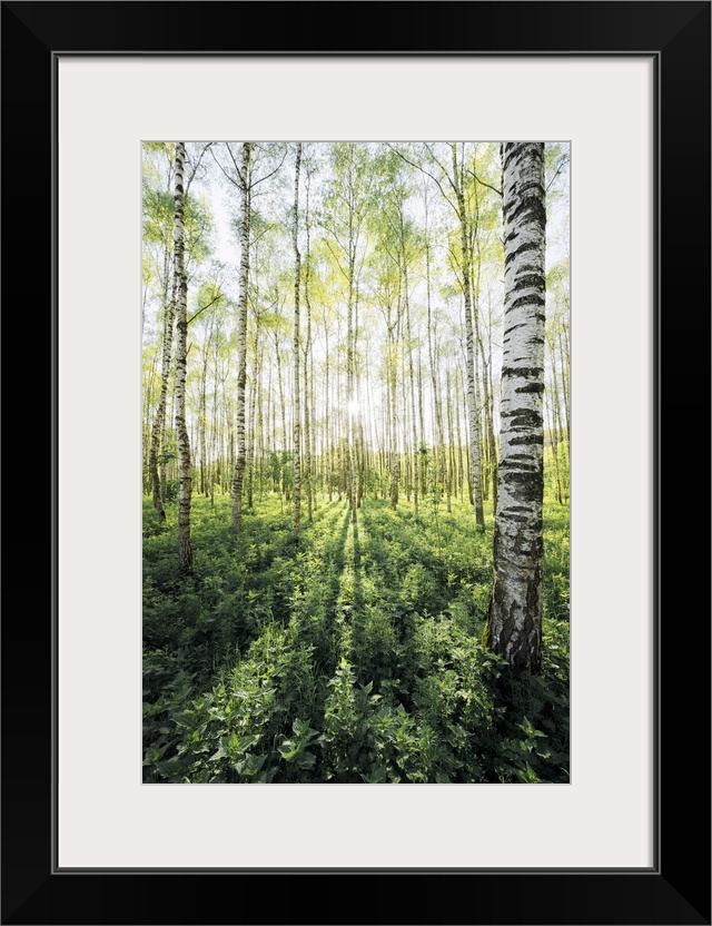 Birch Grove Vertical