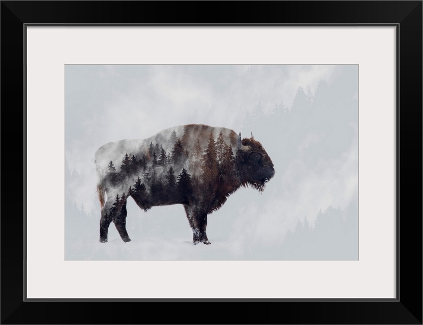 Bison - Double Exposure