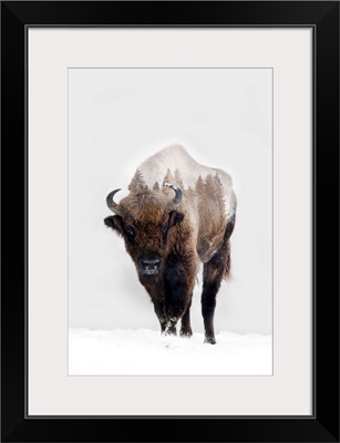 Bison In Winter