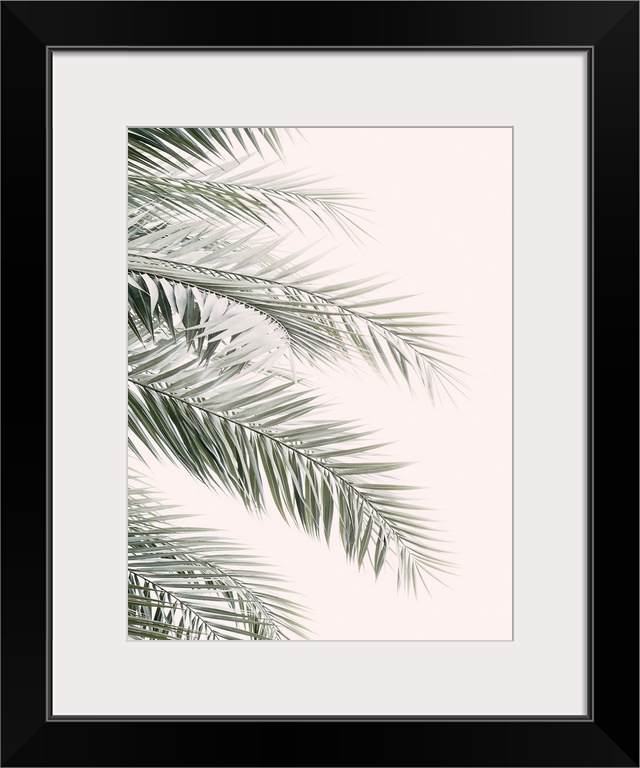 Blush Palm Leaves