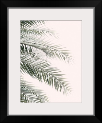 Blush Palm Leaves