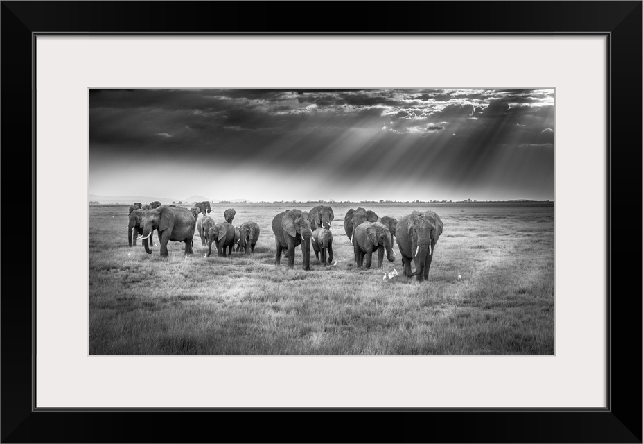 Breakfast With Pachyderms