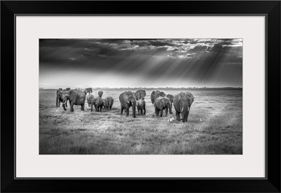 Breakfast With Pachyderms