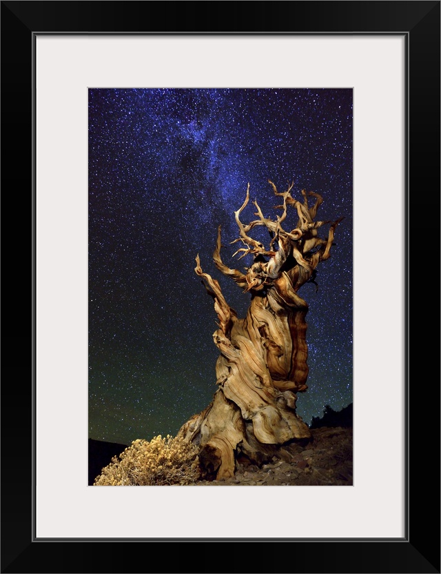 A gnarled desert tree under a starry night sky.