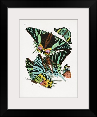 Butterflies 3