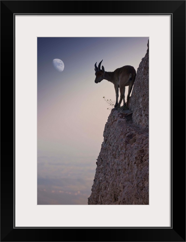 A mountain goat balances precariously on a thin ledge on the side of a cliff, wit hthe moon visible in the sky.