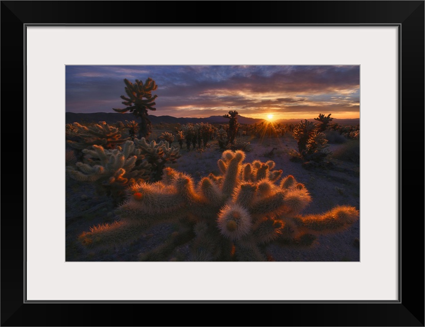 Sunrise over the cactus, Mojave desert, Joshua Tree National Park, USA