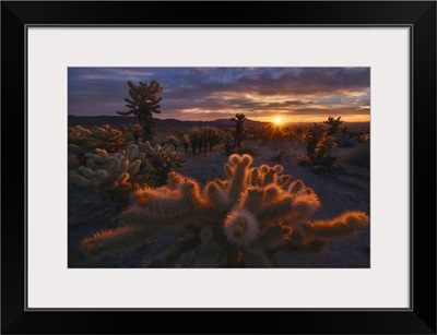 Cholla Garden