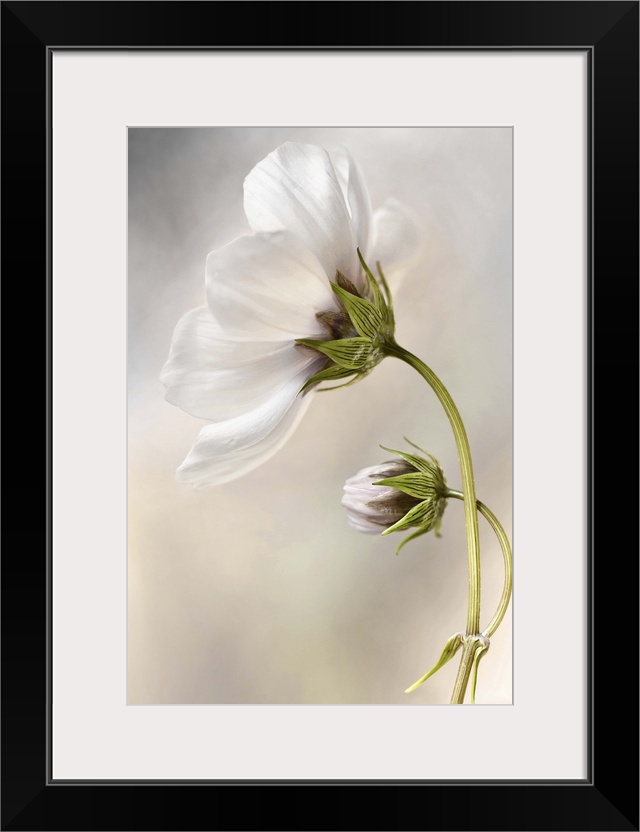 Close-up of a white flower against a blurred background.