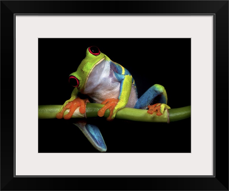 A red-eyed tree frog tilting its head with a curious expression.